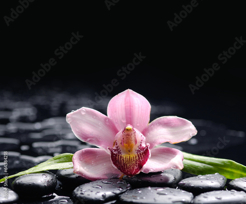 Macro of pink orchid and stones with bamboo green leaf