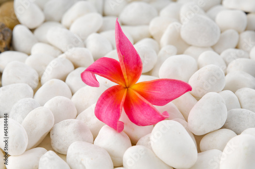 Red frangipani on white pebbles background