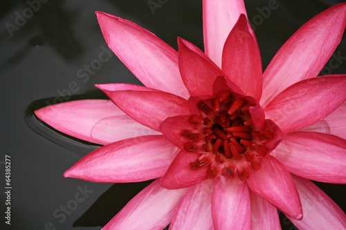 pink lotus blooming in the tropical garden