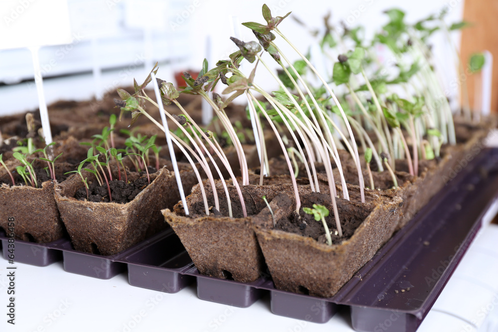 Fotografie Young seedlings in tray on window sill