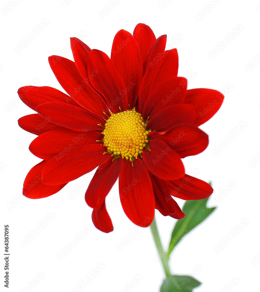 Beautiful chrysanthemum flower isolated on white Beautiful chrysanthemum flower isolated on white