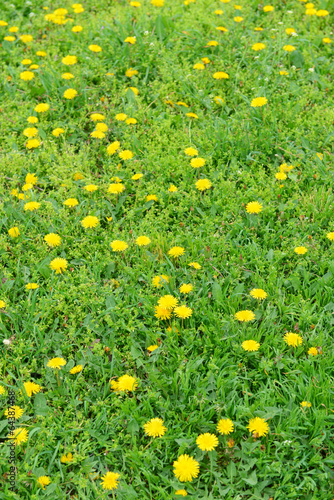 Beautiful dandelions in grass outdoors