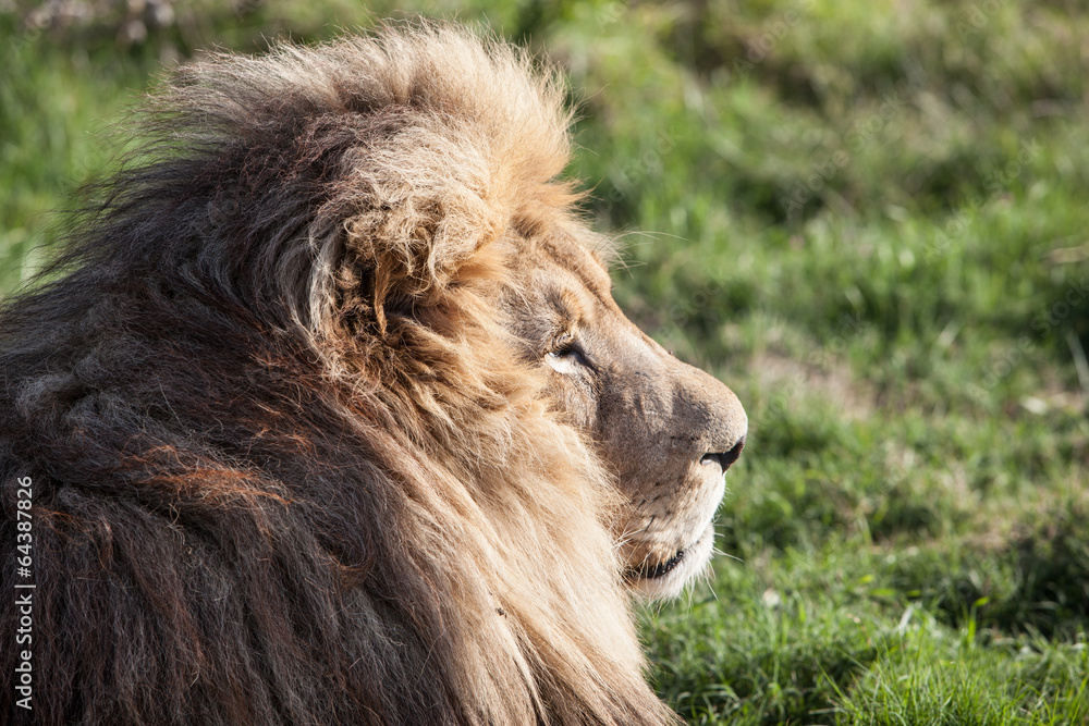 Fototapeta premium Lion 5
