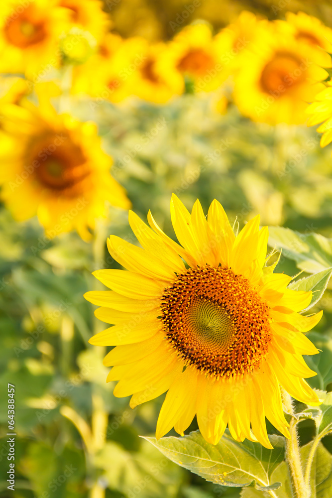 Close-up of sun flower Close-up of sun flower