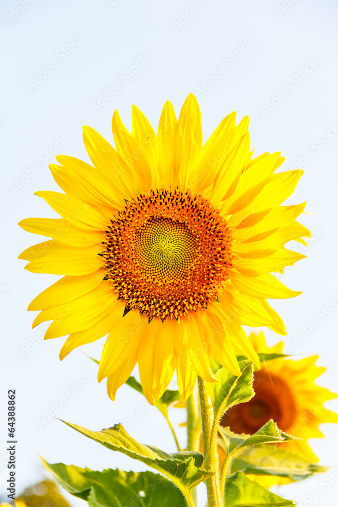 Close-up of sun flower