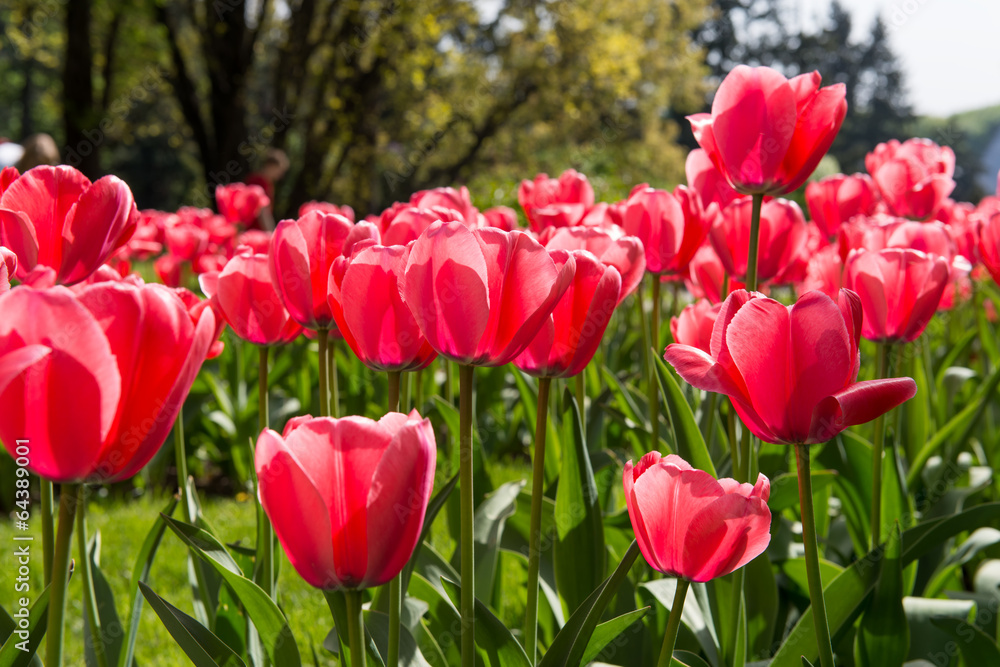 Obraz premium Red tulips blossoms