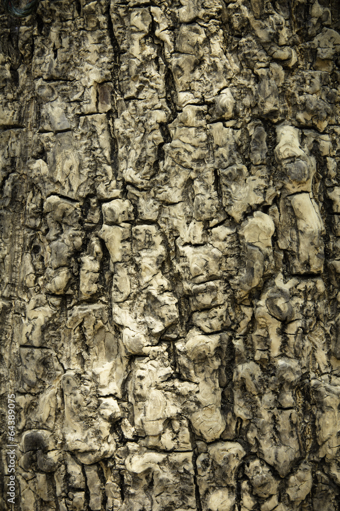 Bark Tree Bark Tree
