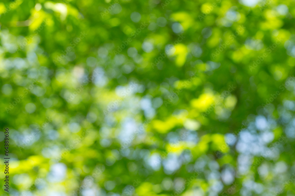 Fototapeta premium natural green background
