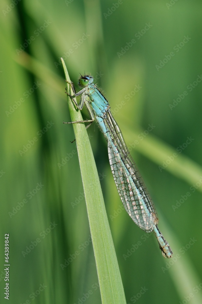 Ischnura pumilio, femmina androcroma Ischnura pumilio, femmina androcroma