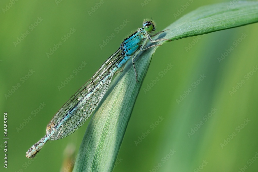 Ischnura pumilio, femmina androcroma Ischnura pumilio, femmina androcroma