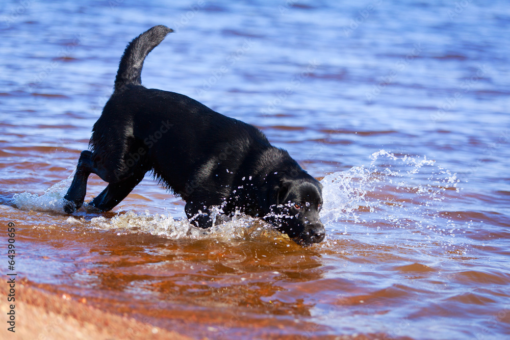 black labrador retriever dog black labrador retriever dog
