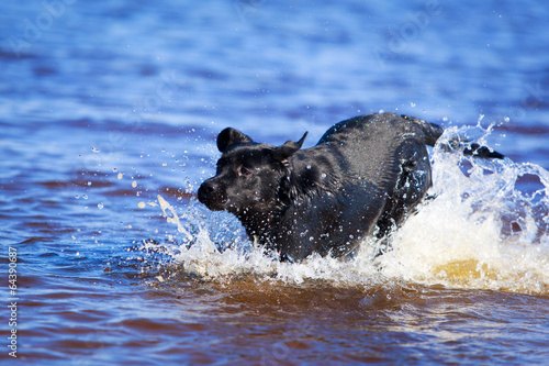 black labrador retriever dog