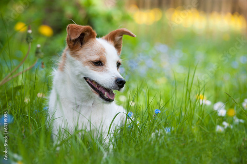 Hund im Garten