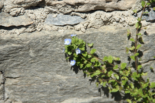 Fiore blu