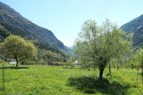 Albero Isolato