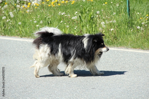 Cane in Montagna