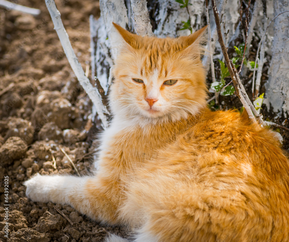 Stray cat resting near a tree. Selective focus.
