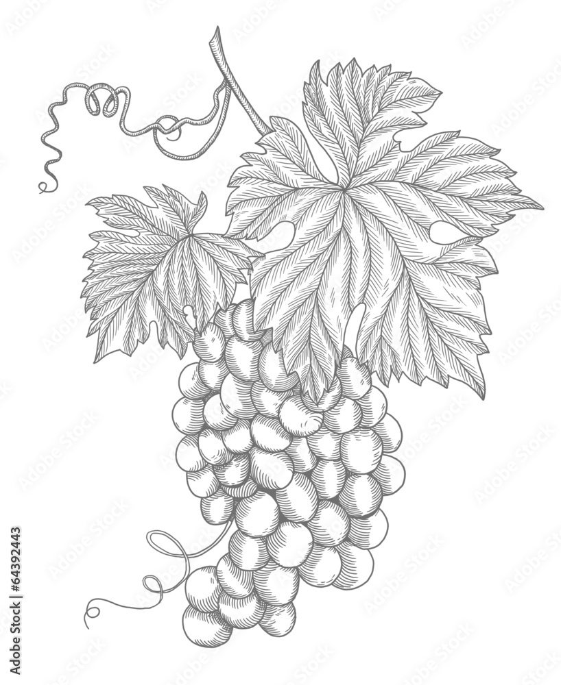 Obraz premium grapes