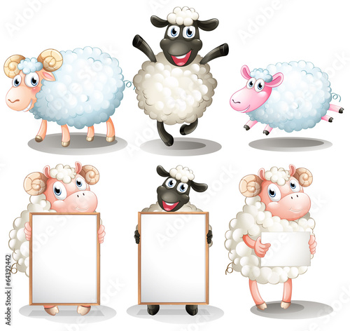 Sheeps and lambs with empty boards