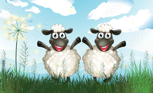 Two sheeps at the field