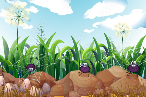 Spiders near the rocks