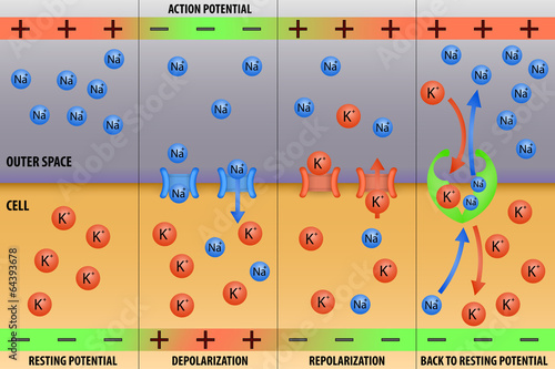 Nerve impulse action potential of neuron photo