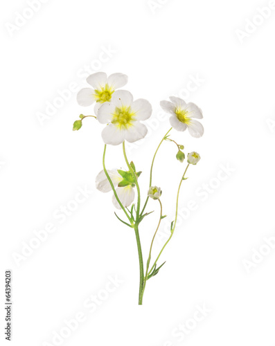 Wallpaper Mural refined mossy saxifrage frlowers, isolated Torontodigital.ca