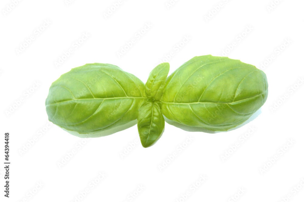 basilic basilic