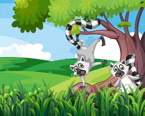 Two playful lemurs at the forest