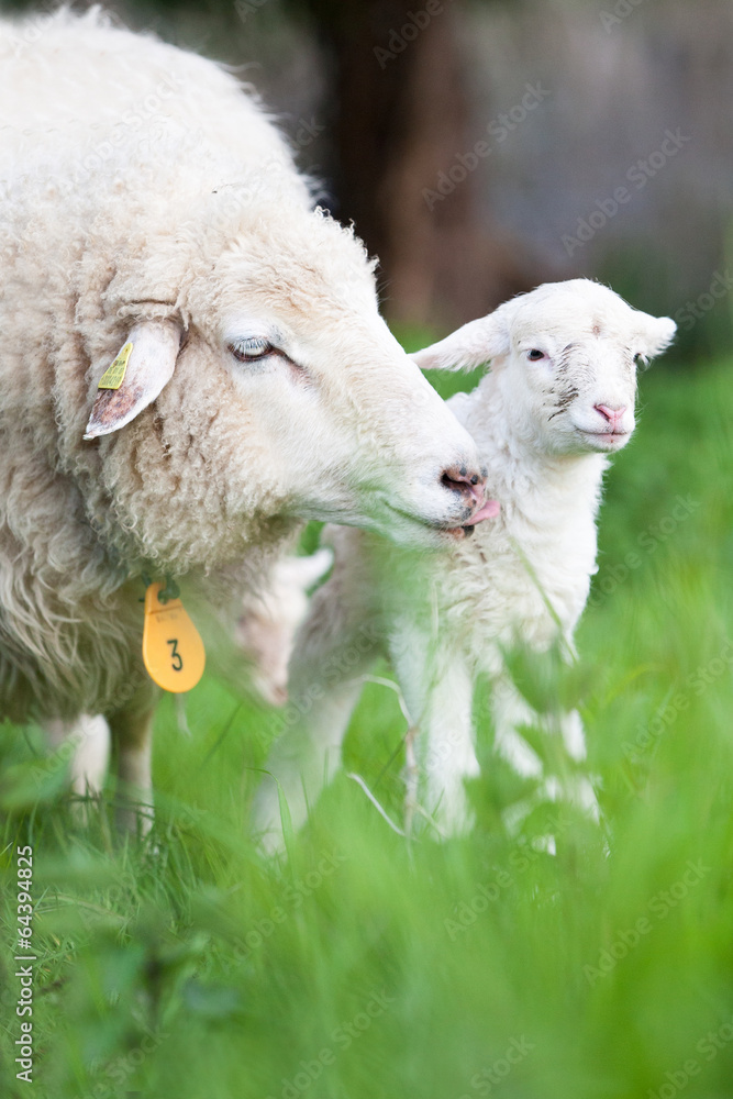 Obraz premium lamm mit Mutter