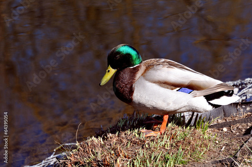 Wild duck