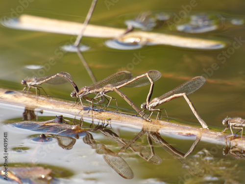 Photography Dragonflies in love
