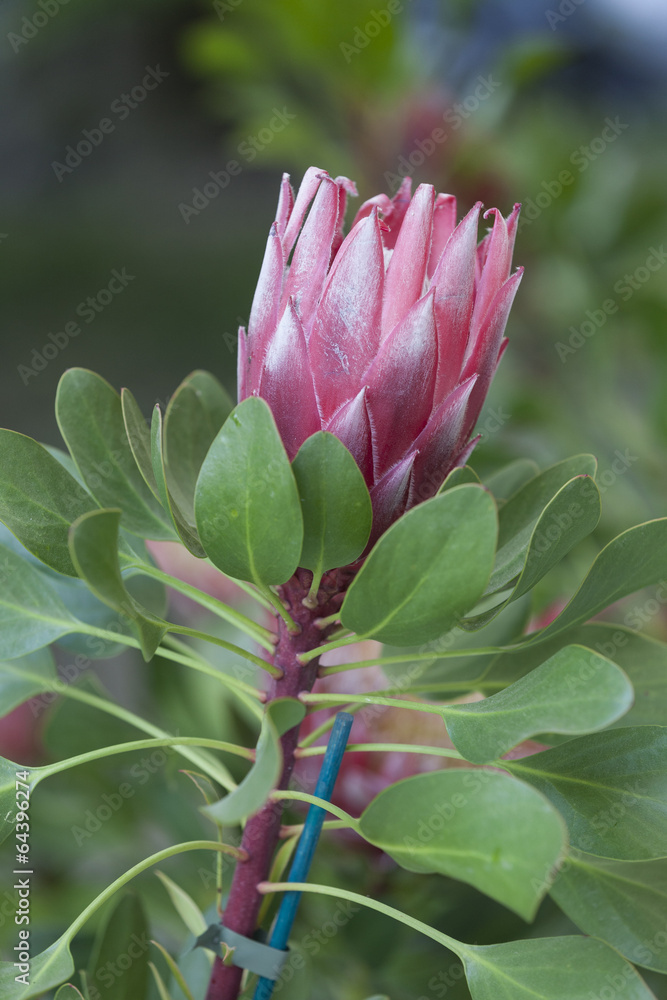 exotic flower exotic flower