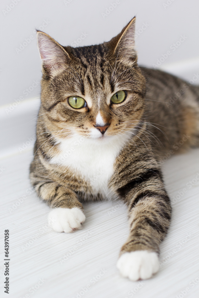 Obraz premium Beautiful cat isolated on white background.