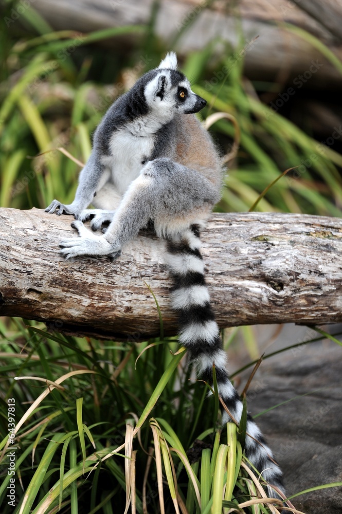 Fototapeta premium Ring Tailed Lemur