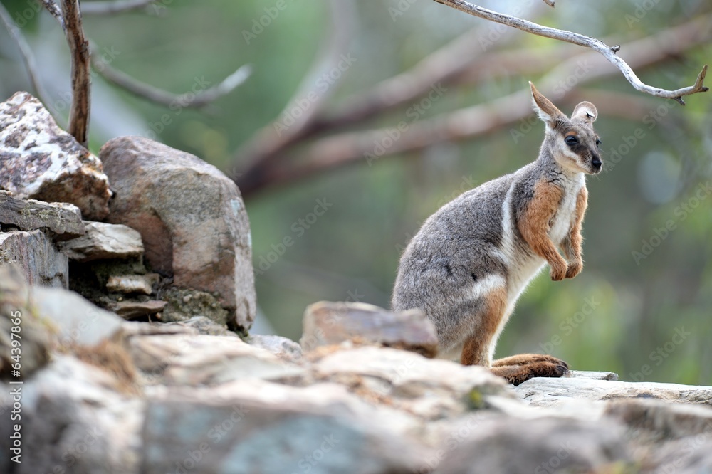 Naklejka premium Rock Wallaby