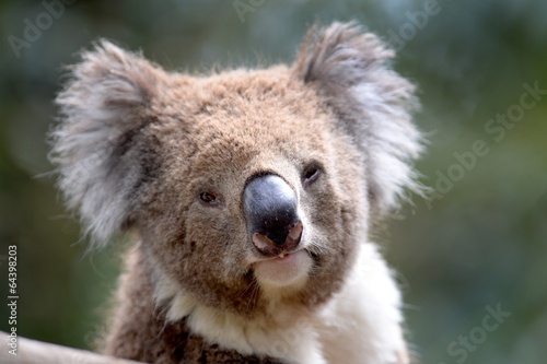 Photography Koala