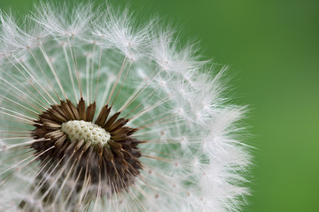 Fotobehang Paardenbloem Paardenbloem glinstert in ochtendlicht  © Brian Jackson