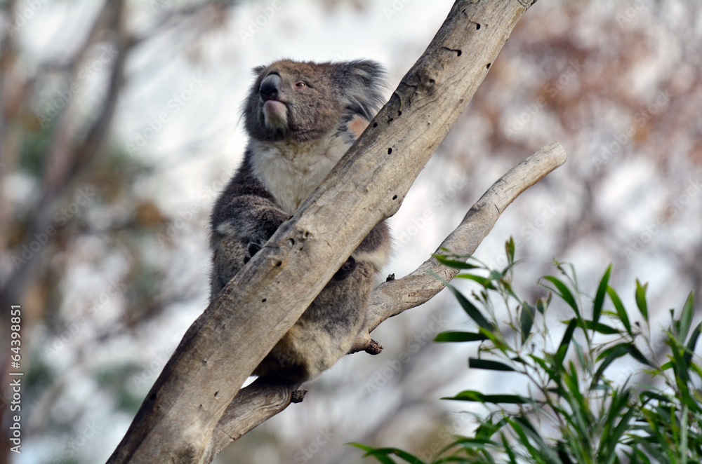 Fototapeta premium Koala sit on an eucalyptus tree