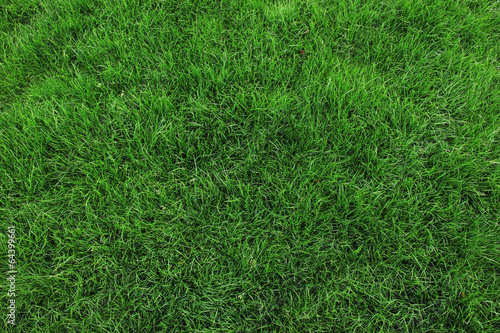 Wallpaper Mural Fresh green grass background Torontodigital.ca