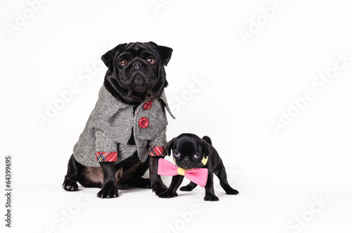 Photography Pug Father and his son
