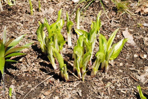 Hosta Emerging in Early Spring photo