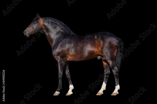 Dark bay horse - isolated on black background