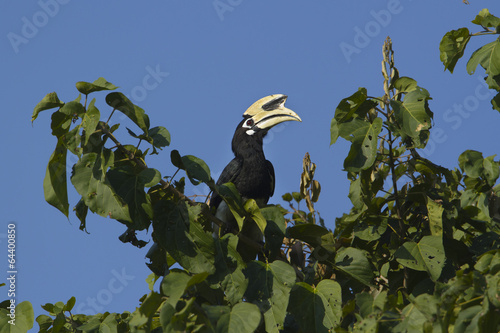 Oriental pied hornbill bird in Nepal