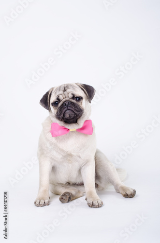 Pug with a bow tie © bernardbodo