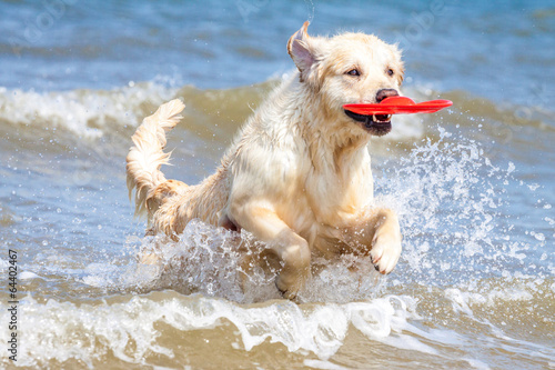 Golden Retriever am Strand