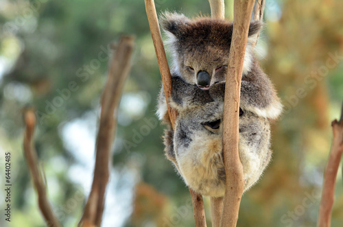 Koala sleep on an eucalyptus tree