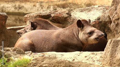 asian tapir chiangmai nightsafari chiangmai Thailand photo