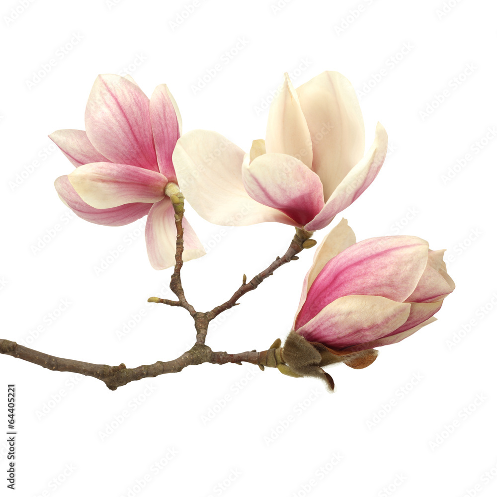 magnolia magnolia