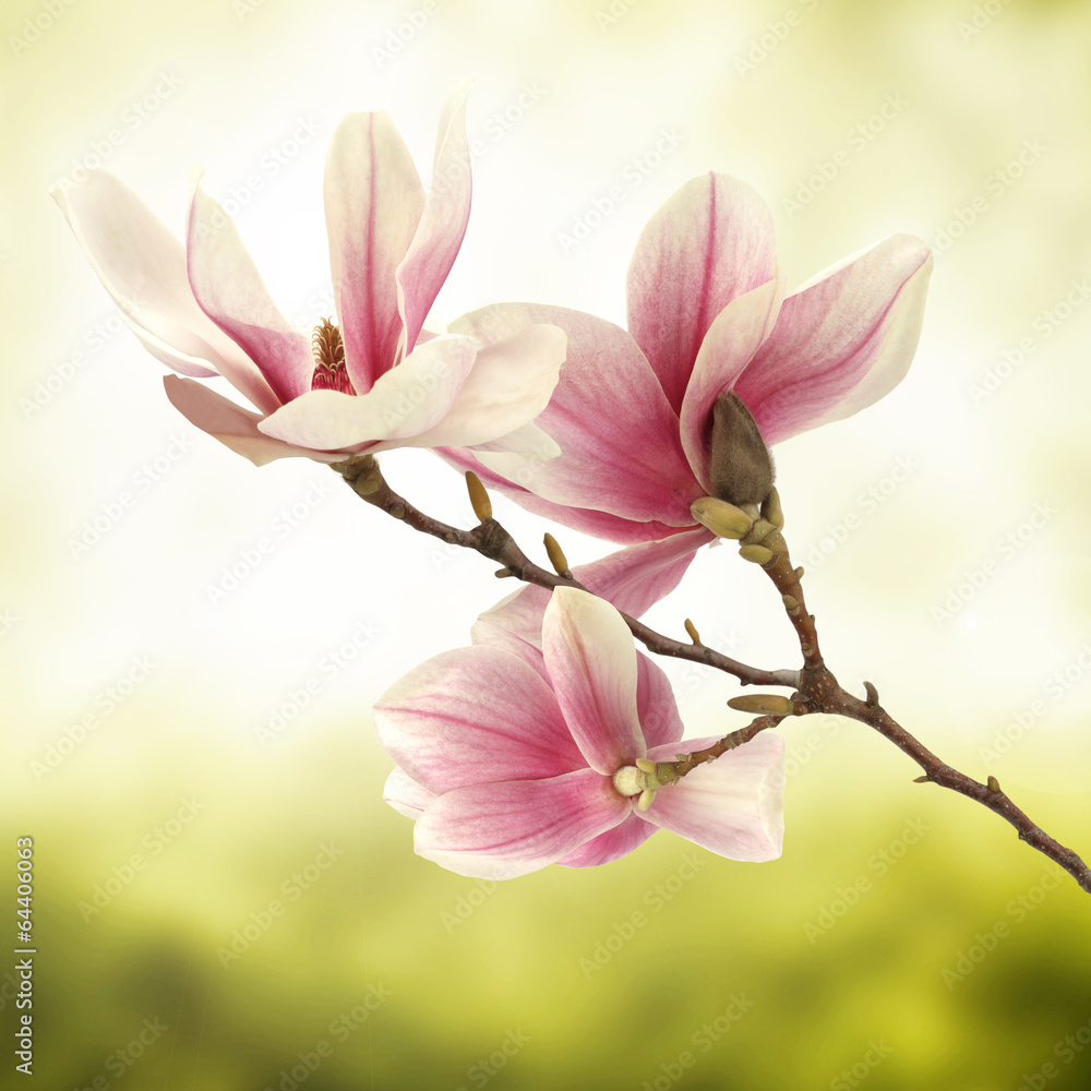 magnolia - obrazy, fototapety, plakaty 